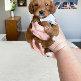 Cavapoo Puppies from Wonderful World Doodles