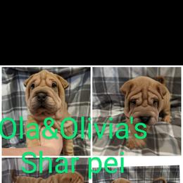 Chinese Shar-Pei Puppies from Ola & Olivia's Shar Pei