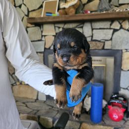 Little Xolotl - Black and mahogany male Rottweiler puppy in Salt Lake City, Utah from Snubnose Rottweilers LLC