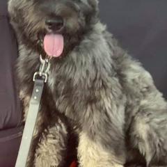 Bouvier des Flandres from Blue Sky Bouviers