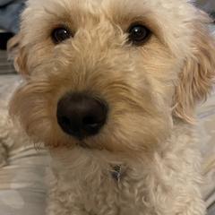 Double Doodles from Delightful Doodles