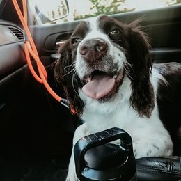 English Springer Spaniels from Eden Springers