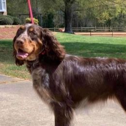 Emory - English Springer Spaniel