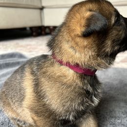 Girl 3 - Sable German Shepherd puppy in Sabattus, Maine from Pracovni Bohemia German Shepherds