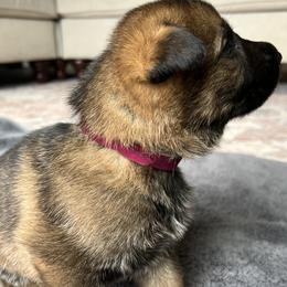 Girl 3 - Sable German Shepherd puppy in Sabattus, Maine from Pracovni Bohemia German Shepherds