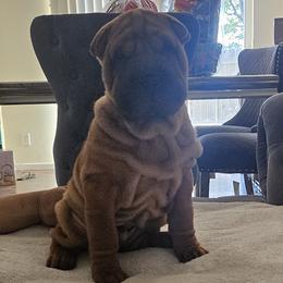 Rocky - Red fawn male Chinese Shar-Pei puppy in Bakersfield, California from Cashmerewrinkles