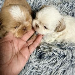 Starlight - White female Shih Tzu puppy in Port Orchard, Washington from Buttons N Bows