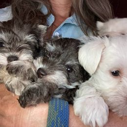 Miniature Schnauzer Puppies from Nana Rees Pups