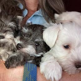 Miniature Schnauzer Puppies from Nana Rees Pups