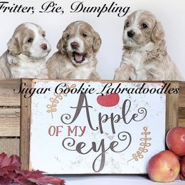 Australian Labradoodle Puppies from Sugar Cookie Australian Labradoodles