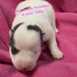Hallie - Black and white female Pomsky puppy in Zearing, Iowa from Short Creek Pomskies of Iowa
