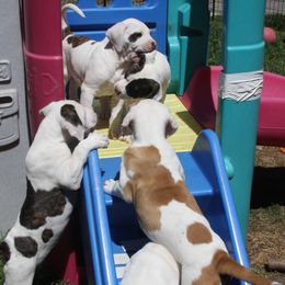 American Bulldog Puppies from Ferocia Kennels