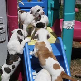 American Bulldog Puppies from Ferocia Kennels