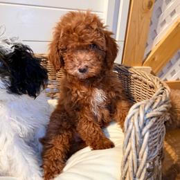 Louie - Red  male Goldendoodle puppy in Cocoa, Florida from The Beach Doodles