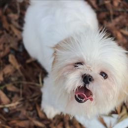 Jazzy - Shih Tzu