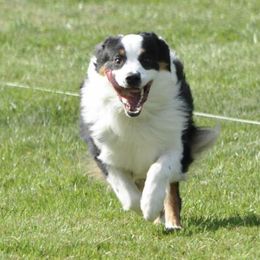 Australian Shepherds from Wilwood K9 Academy @ WWK9