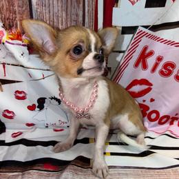 8920 Daisy - Black sabled fawn female Chihuahua puppy in Palmyra, Indiana from Country Star Chihuahuas