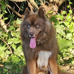 Grizz - Siberian Husky