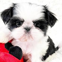 AKC Cammie - Black and white female Shih Tzu puppy in Greenville, South Carolina from Babyface Shih Tzu