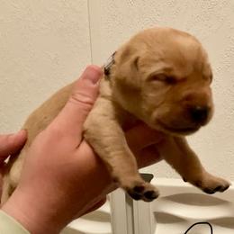 Black - Yellow male Labrador Retriever puppy in Newaygo, Michigan from Royal Oak Gundogs