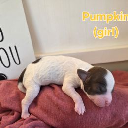 Pumkin - Parti female Poodle puppy in Taylors, South Carolina from Sosebees toy & mini poodles