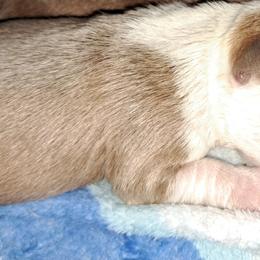 Boston Terrier Puppies from M&Bs Boston Terriers