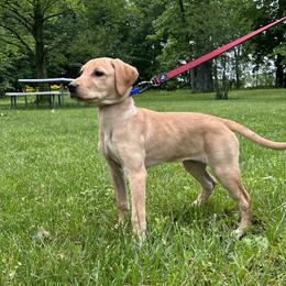 Allie - Yellow female Labrador Retriever puppy in Alger, Ohio from Osborne Family Retrievers