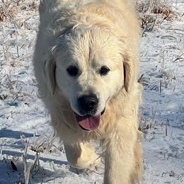 Golden Retriever puppies from Dale Hollow Goldens