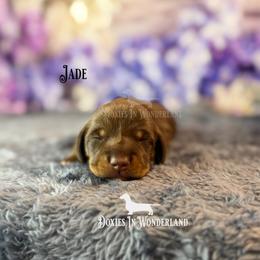 Jade - Chocolate and tan male Dachshund puppy in Rainier, Oregon from Doxies in Wonderland