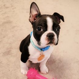 Boston Terrier Puppies from Our Gang Bostons