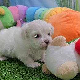 Duncan - White male Maltese puppy in Aurora, Missouri from KnJ Precious Paws LLC