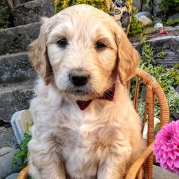 Goldendoodles and Sheepadoodles from Adorable Mini Goldendoodles and Sheepadoodles