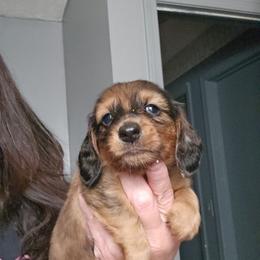Boy 3 - Dapple male Dachshund puppy in Lansing, Michigan from Black Thunder 517 Dachshunds and frenchies