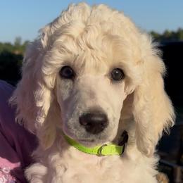 Green Boy - Parti male Poodle puppy in Tullahoma, Tennessee from Urban Hero Poodles