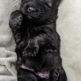 German Shepherd Puppies from Reign Land