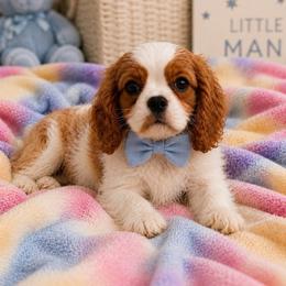 Koda - Akc - Blenheim male Cavalier King Charles Spaniel puppy in Shepherdsville, Kentucky from Cavalierkentuckypride