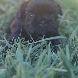 Mo - Liver female Shih Tzu puppy in Hendersonville, Tennessee from Peekaboo Farms