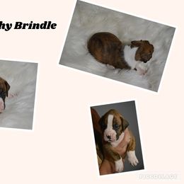 Boxer Puppies from Bowers Boxers