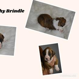 Boxer Puppies from Bowers Boxers