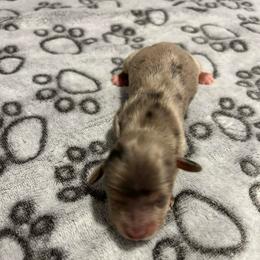 Kallias - Black and tan male Dachshund puppy in Park Hills, Missouri from Ozark Miniature Dachshunds