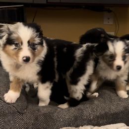 Australian Shepherd Puppies from Tails of an Ausshole