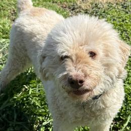 Lagotto Romagnolo puppies from Squisito Lagotti