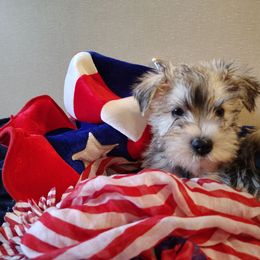 Orange collar - Salt and pepper male Miniature Schnauzer puppy in Mineola, Texas from Nikkis Minis
