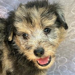 Boy 1-Tigman - Red merle male Aussiedoodle puppy in Punta Gorda, Florida from Blitzenhaus Working Dogs-Home of the Working Czech Shepherd and Rottweiler