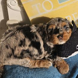 Brisket - Blue merle female Bernedoodle puppy in San Marcos, California from DoodlyDoodlyDoodles