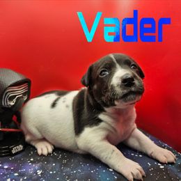 Vader - Black and white male Rat Terrier puppy in Lynn, Alabama from Cryptic Rat Terriers