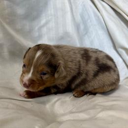 Clove - Red merle male Miniature Australian Shepherd puppy in Medical Lake, Washington from MAS Gone Rogue