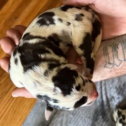 Harl 3 - Harlequin female Great Dane puppy in Ottumwa, Iowa from Robin's Great Danes