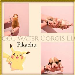 Pikachu - Fawn male Pembroke Welsh Corgi puppy in Kiowa, Colorado from Cool Water Corgis LLC