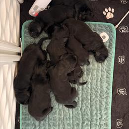 Red Collar - Black female Newfoundland puppy in New York from Johnson Farms